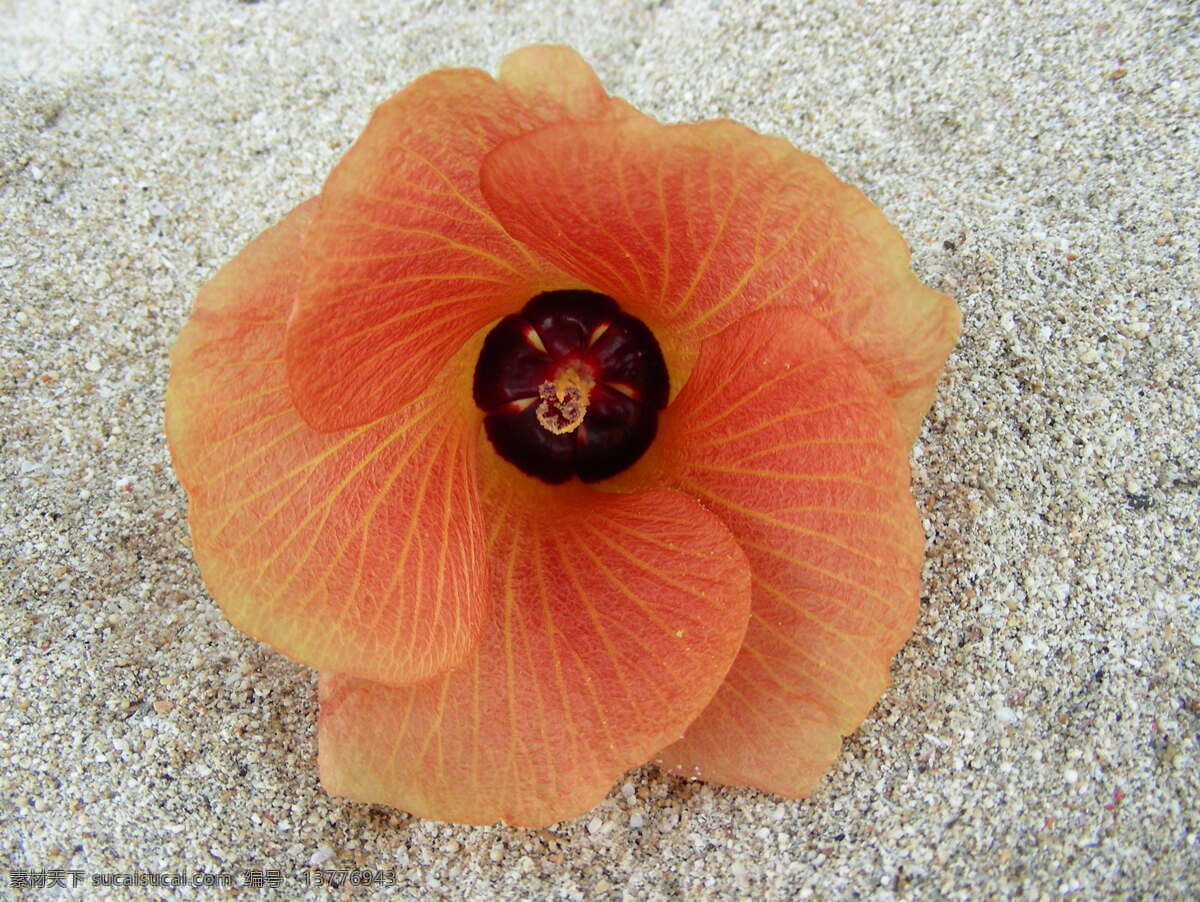 巴厘岛 橙色 海滩 花 花草 沙滩 生物世界 不 知名 不知名的花 花草摄影