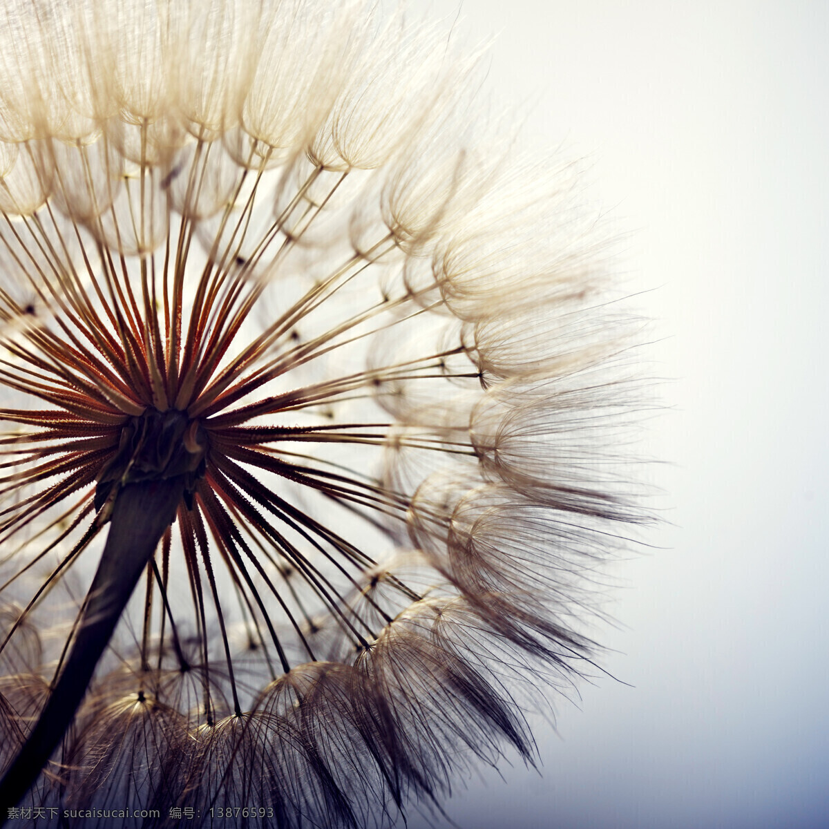 花草 植物 野花 蒲公英花朵 植物花卉 生物世界