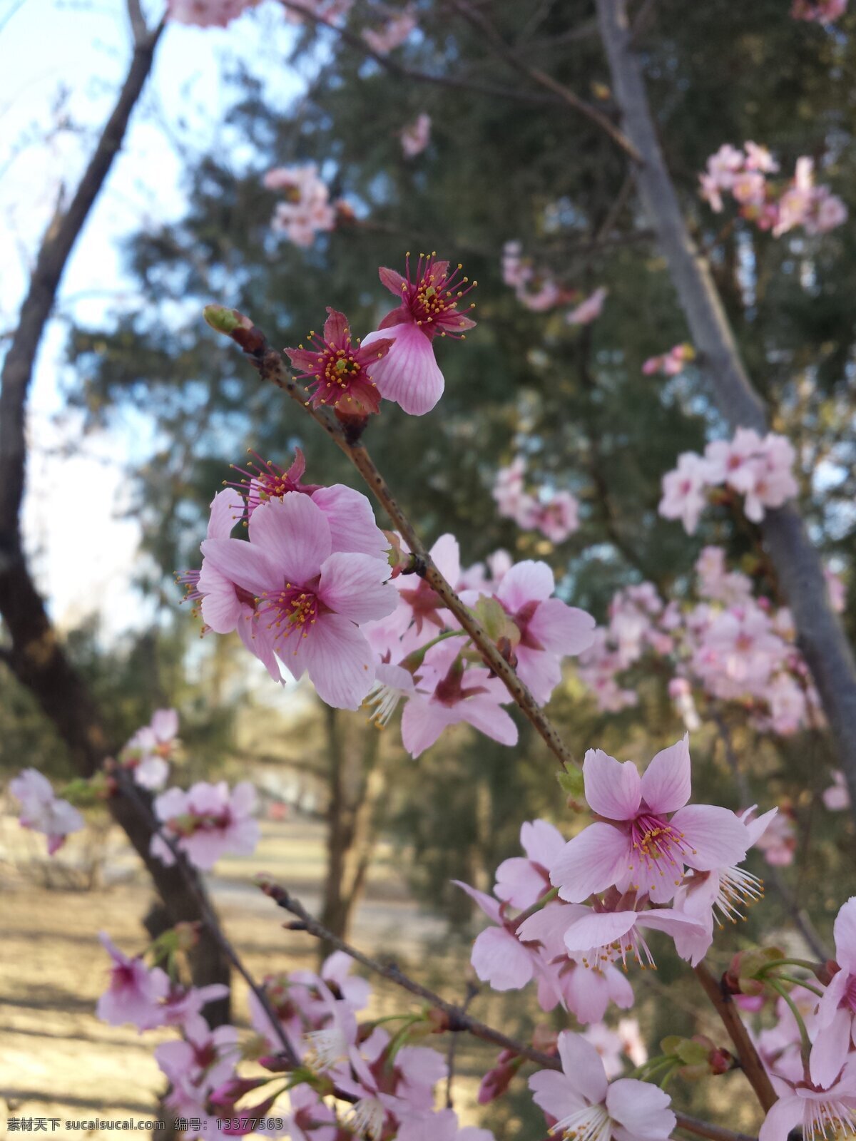 早樱 樱花节 玉渊潭公园 樱花 粉花 旅游日记 旅游摄影 国内旅游