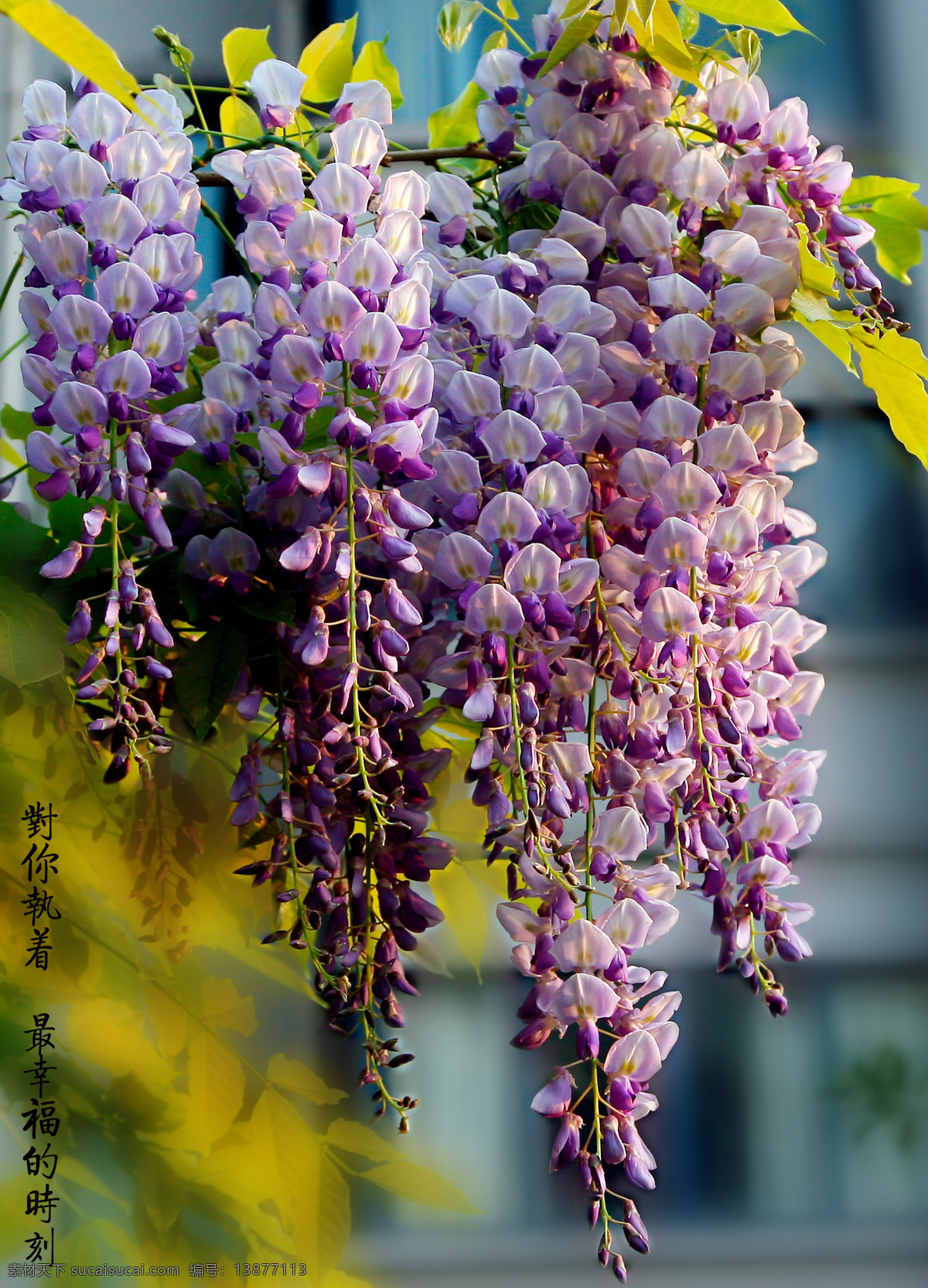紫藤花 紫藤 花卉 植物 紫色 高清 花草 生物世界