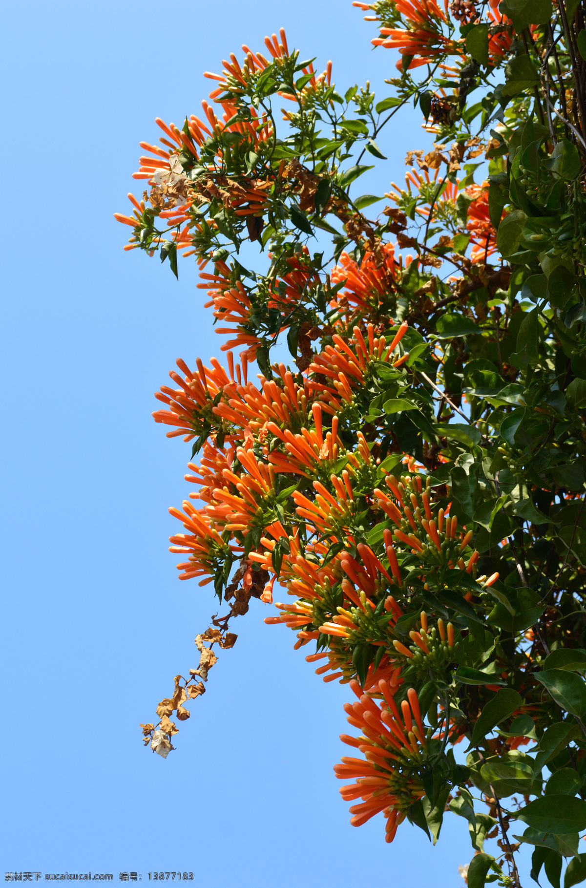 炮仗花 花卉 花草 迎春 蓝天 户外 生物世界