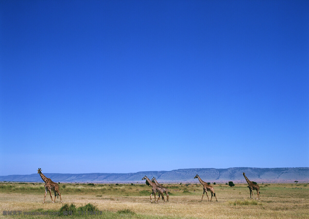 非洲 草原 动物 蓝天 风景 生活 旅游餐饮