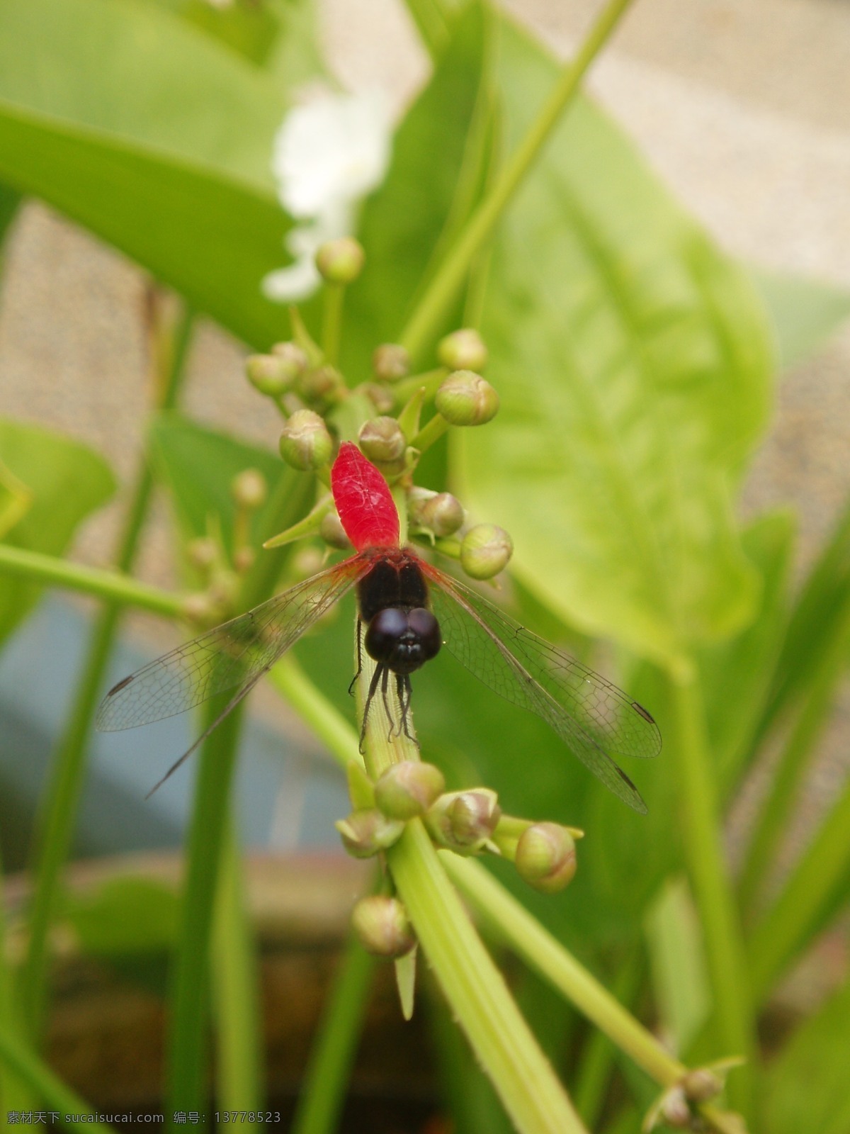 蜻蜓 特写 花蕾 昆虫 生物世界 微距 鲜花 植物 蜻蜓特写 飞虫 昆虫虫子