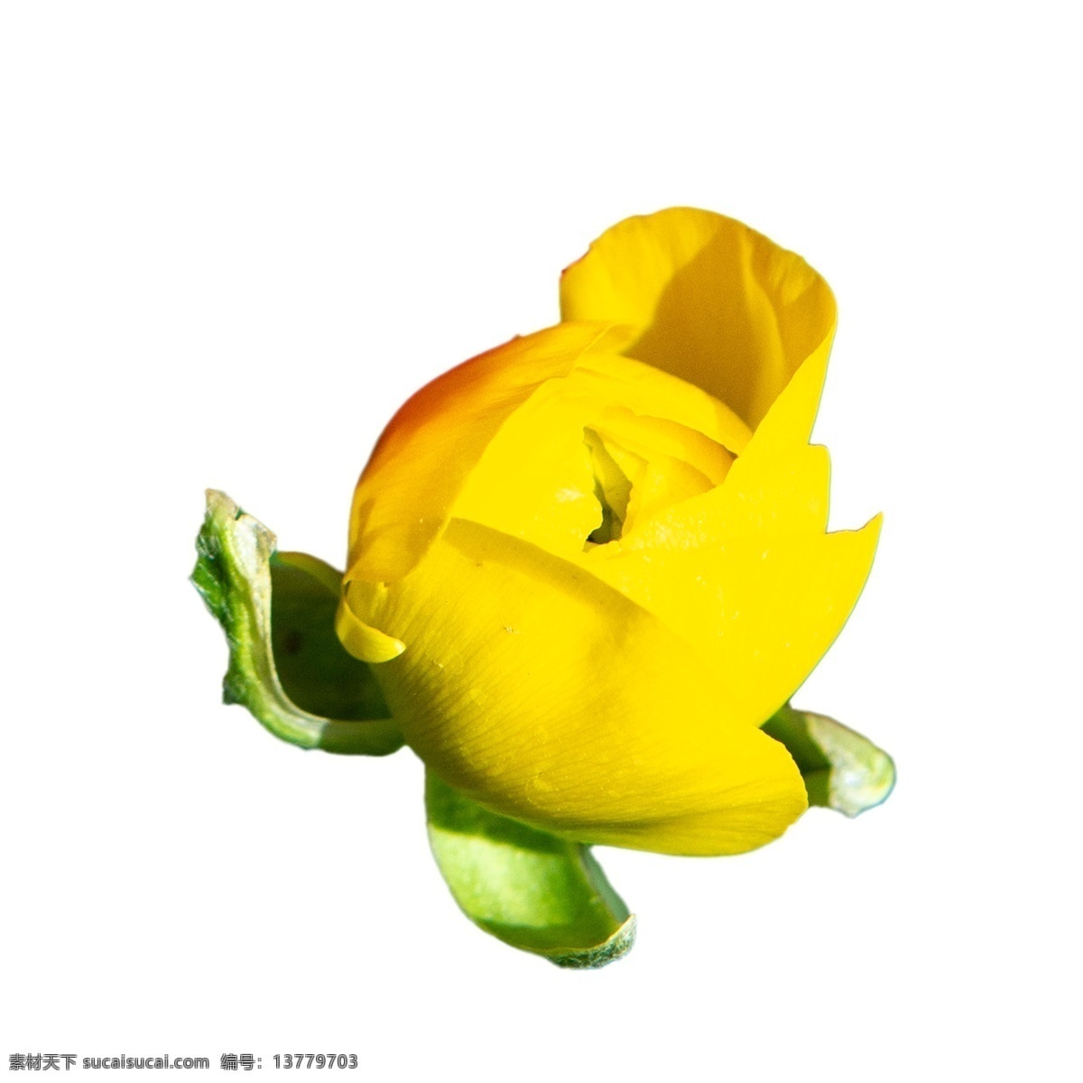 黄色花朵 鲜花 春天花朵 黄色鲜花 产品实物 实物产品 实物 免扣实物