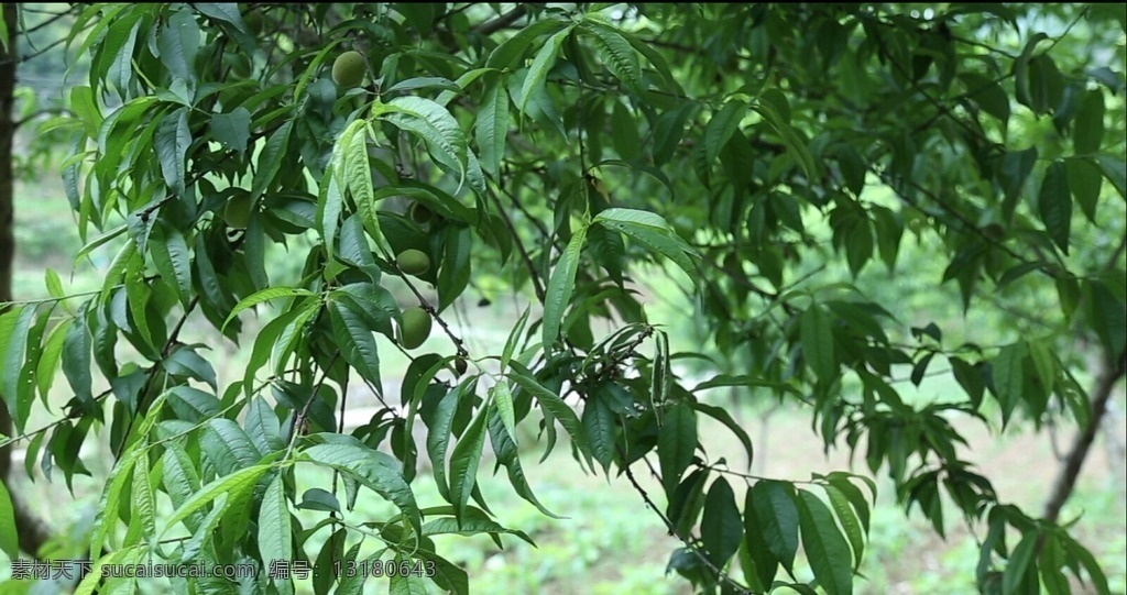 盛夏桃未成熟 背景 盛夏 桃 未成熟 夏日 高清 2015 自然景观 多媒体 实拍视频 动物植物 mov