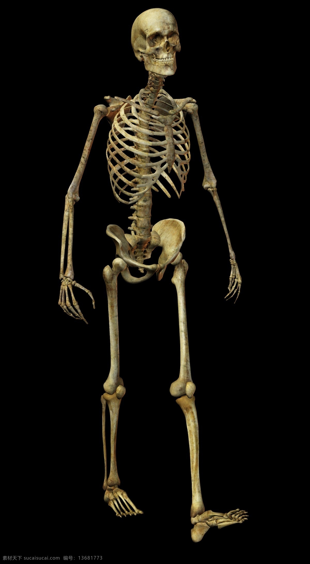 人体 骷髅 头 骨头 人体结构 psd源文件