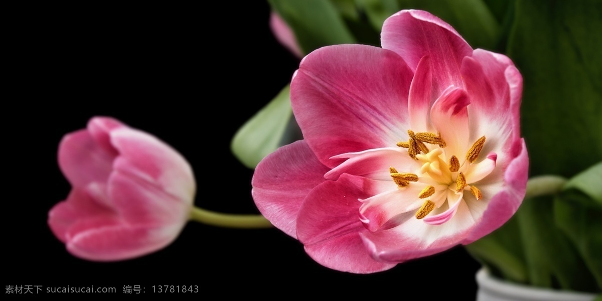花朵背景图 花朵 绿叶 含苞待放 春天 黑色