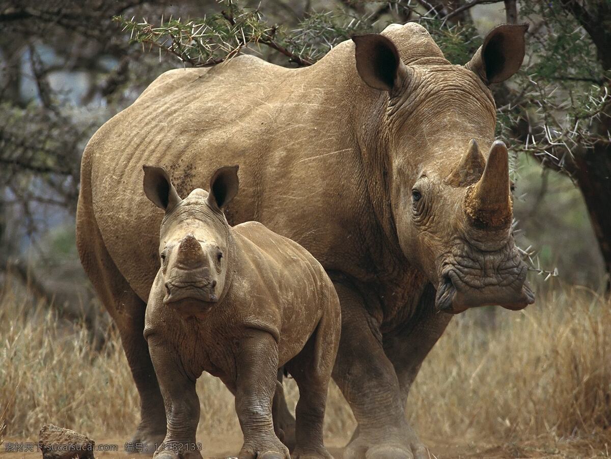 犀牛母子 犀牛 母子 双角犀牛 草丛 生物世界 野生动物 摄影图库