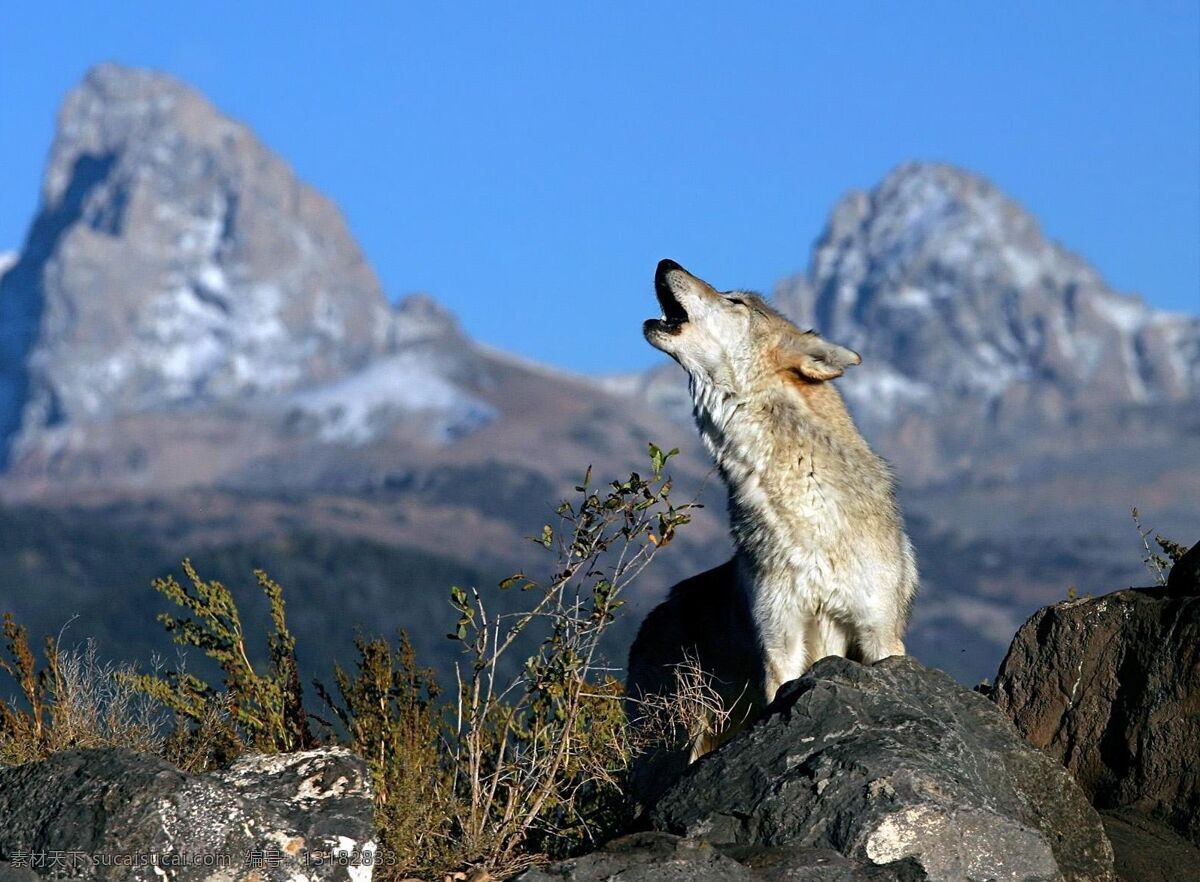 狼嚎 狼王 群山 野外 凶残 生物世界 野生动物