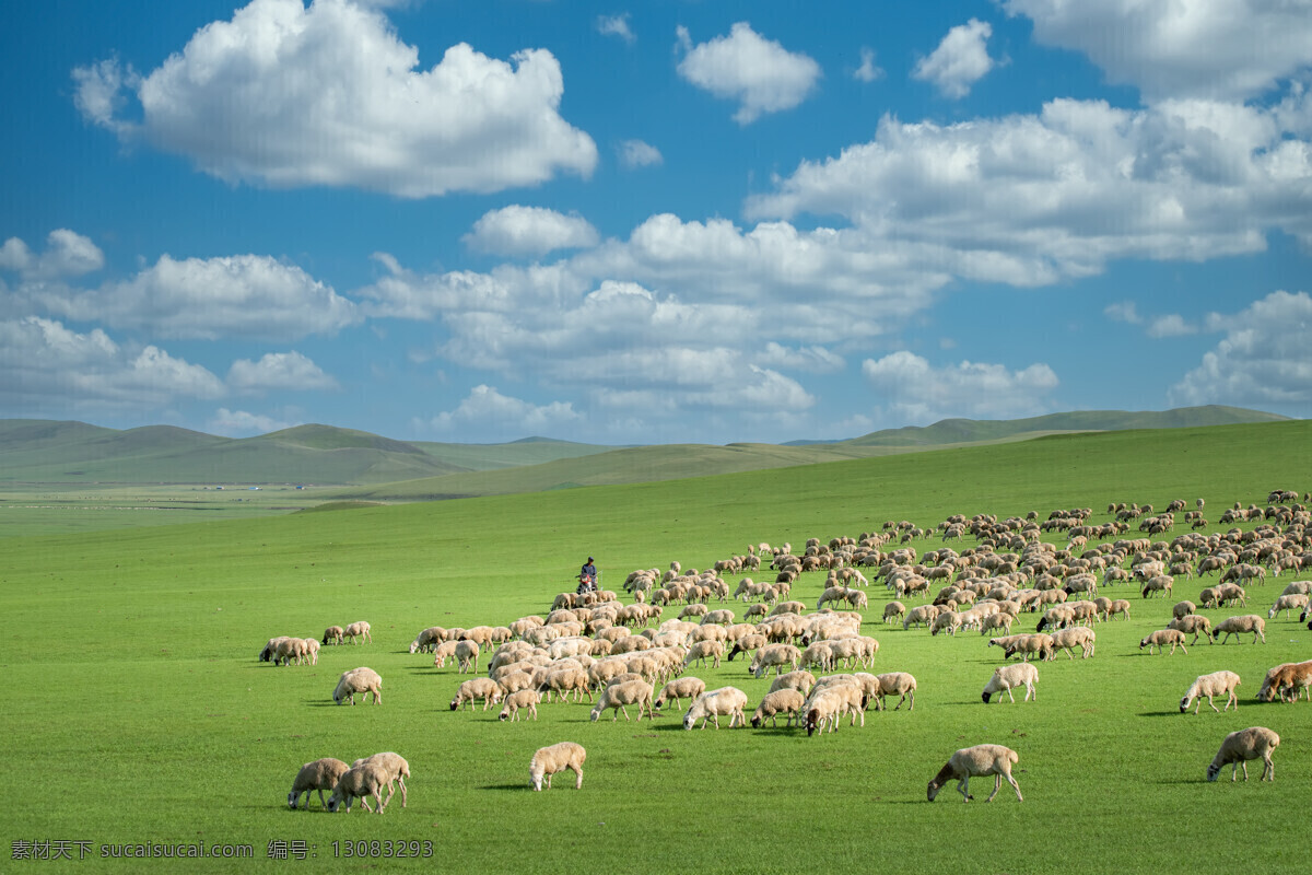草原 上 觅食 羊群 动物 蓝天 草地 美景 多娇江山 自然景观 自然风景