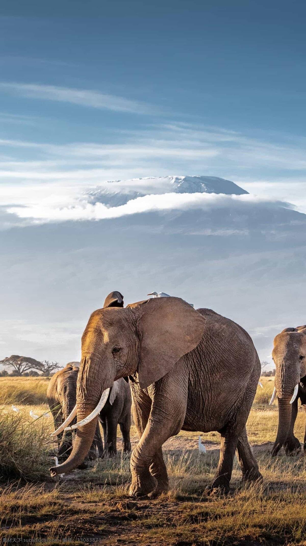 大象图片 大象 亚洲象 非洲象 象牙 非洲草原 非洲动物 动物世界 大自然 自然 动物 动物大全