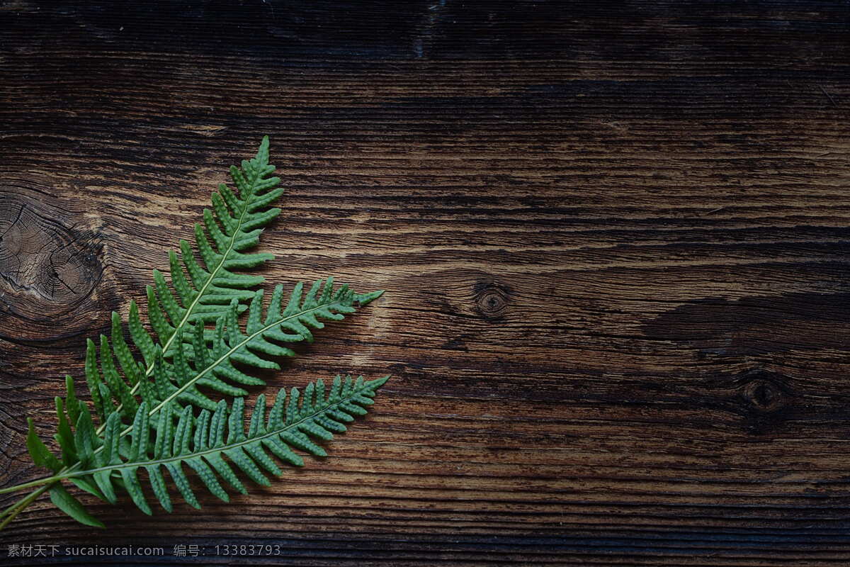 蕨类植物 小蕨 植物 地板 绿色 木材 棕色 关闭 文本 dom 负空间 绿色的颜色 没有人 特写 模式 白天 自然 室内 背景
