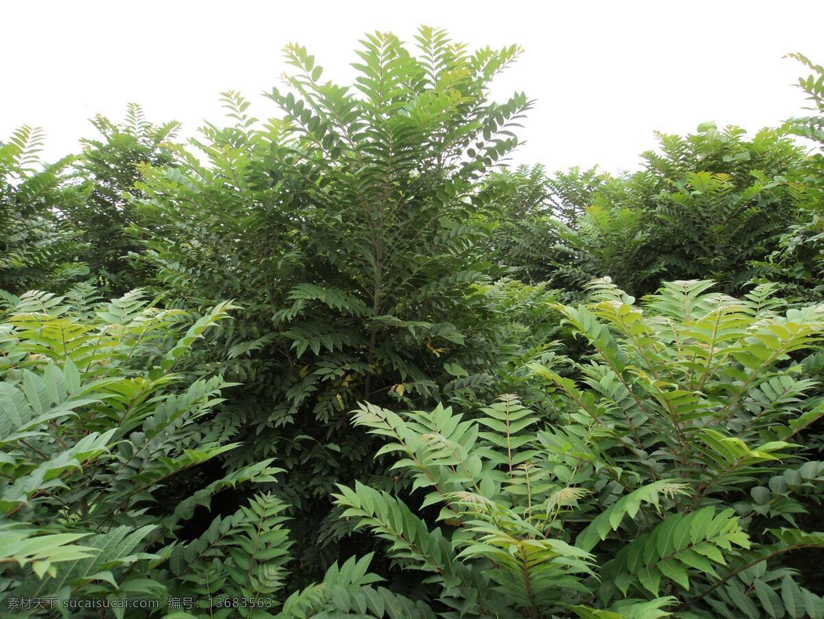 香椿树 植物 自然风光 树木树叶 生物世界