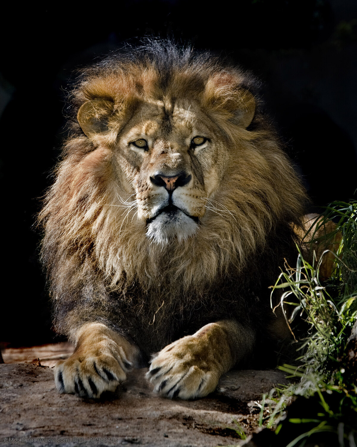 狮子高清图片 狮子 狮子王 野兽 猛兽 万兽之首 森林之王 特写 面部 野生 动物 生物世界 野生动物 高清图片