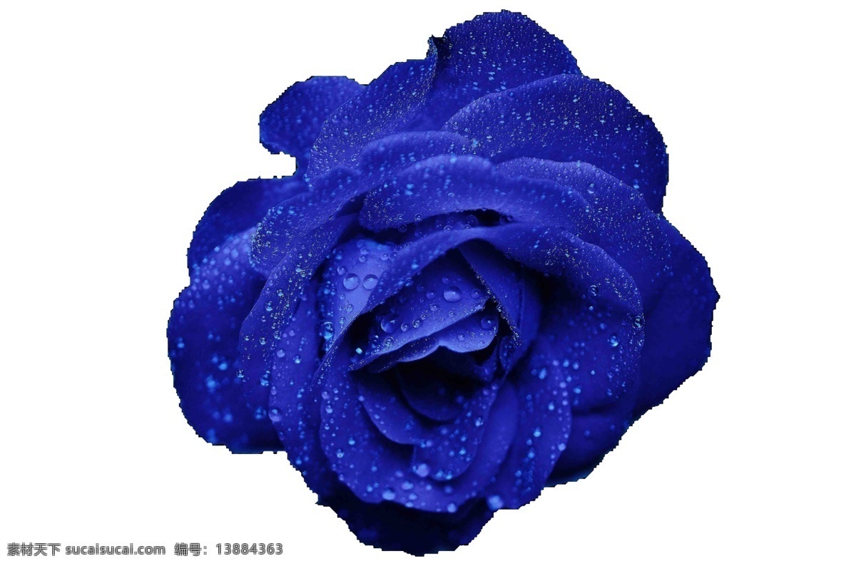 蓝玫瑰 蓝色 玫瑰 浪漫 抠 花 生物世界 花草
