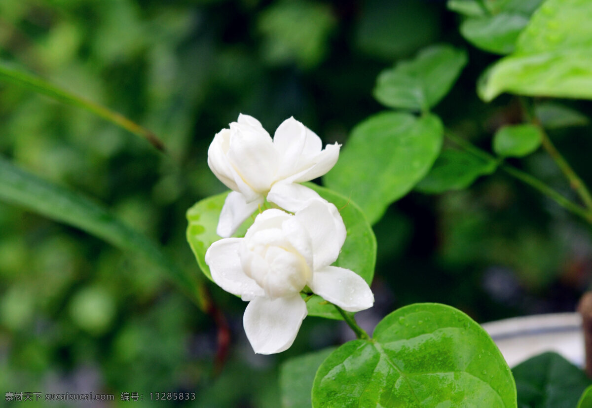 茉莉花 雨后 夏天 花草 生物世界