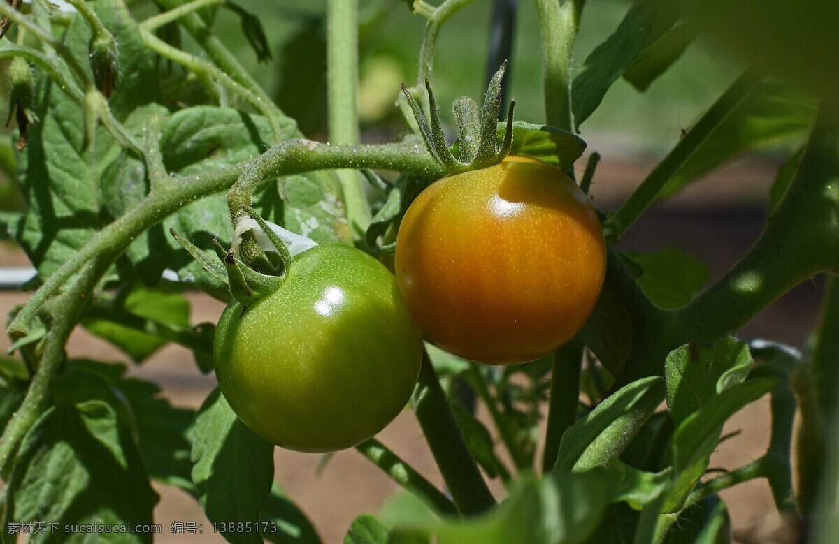 未 成熟 西红柿 番茄 绿色西红柿 蔬菜 绿色蔬菜 果蔬 未成熟 叶子 绿叶 绿色叶子 食品 食物 食材 生物世界 水果