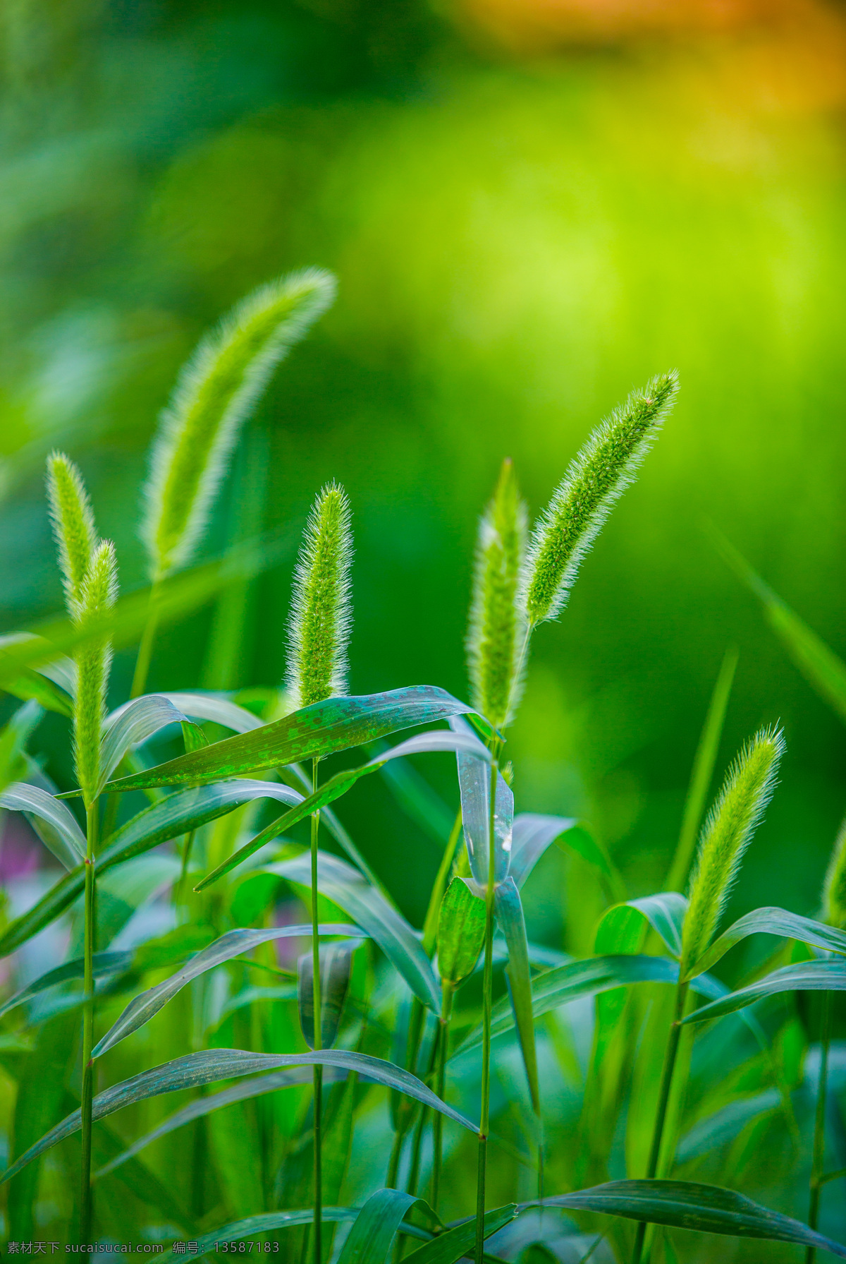 狗尾巴草 植物 草 绿色 绿叶 农田 土地 收获 庄稼 枝叶 花草枝叶 生物世界 树木树叶