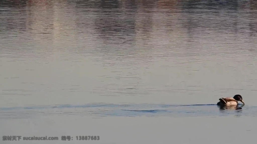 河面 上 鸭子 视频 视频背景 合成视频 活动视频背景 合成视频背景 视频素材 视频模版 小河沟 动物 河流