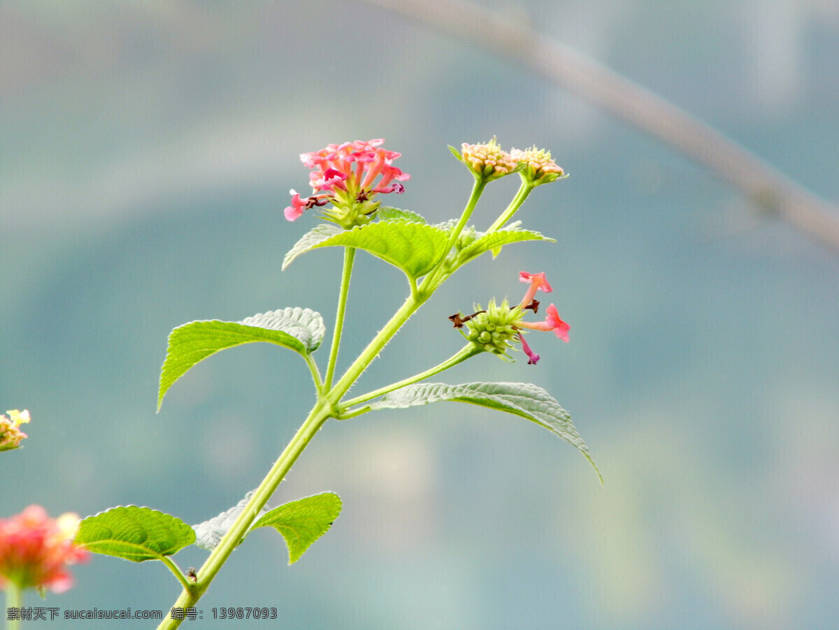 马缨丹 花草 红色 小花 绿叶 浅黄色 花苞 植物拍照 唯美 清新 生物世界