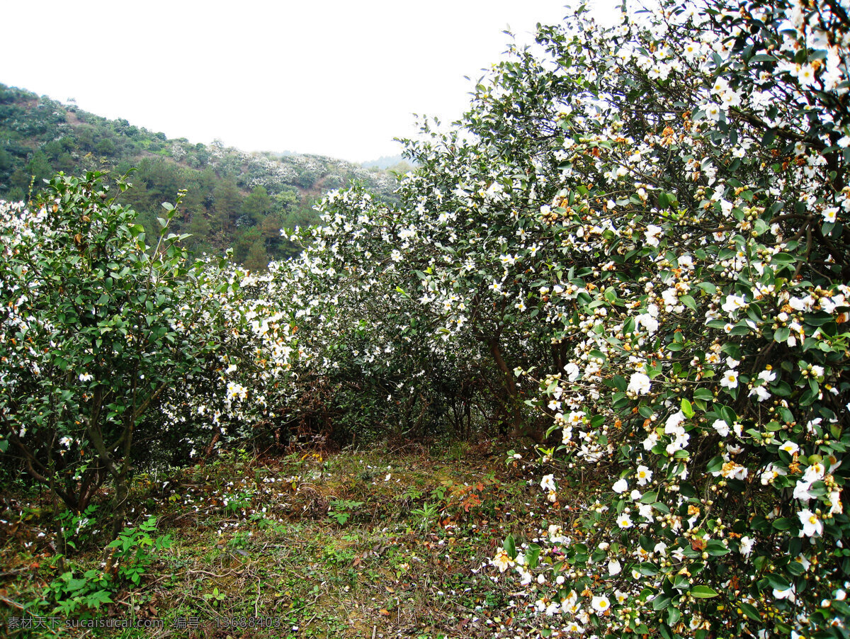 油茶花 油茶 茶子树 山茶油 茶油 茶花 茶林 茶子 花草 生物世界