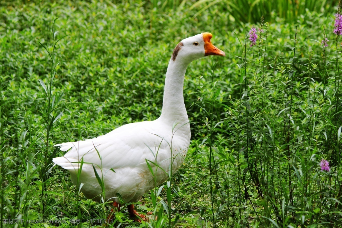 鹅 大白鹅 大鹅 家鹅 家禽 鸟类 生物世界