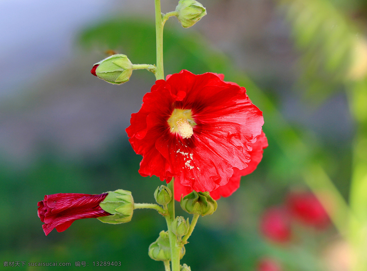 红色 蜀 葵花 高清 花卉 花朵 花草 花 植物