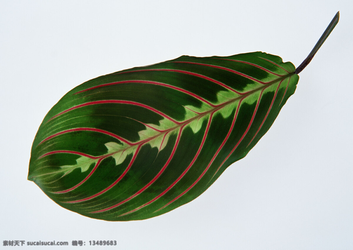 秋叶 叶子 叶脉 壁画 墙纸 花卉 专辑 生物世界 树木树叶