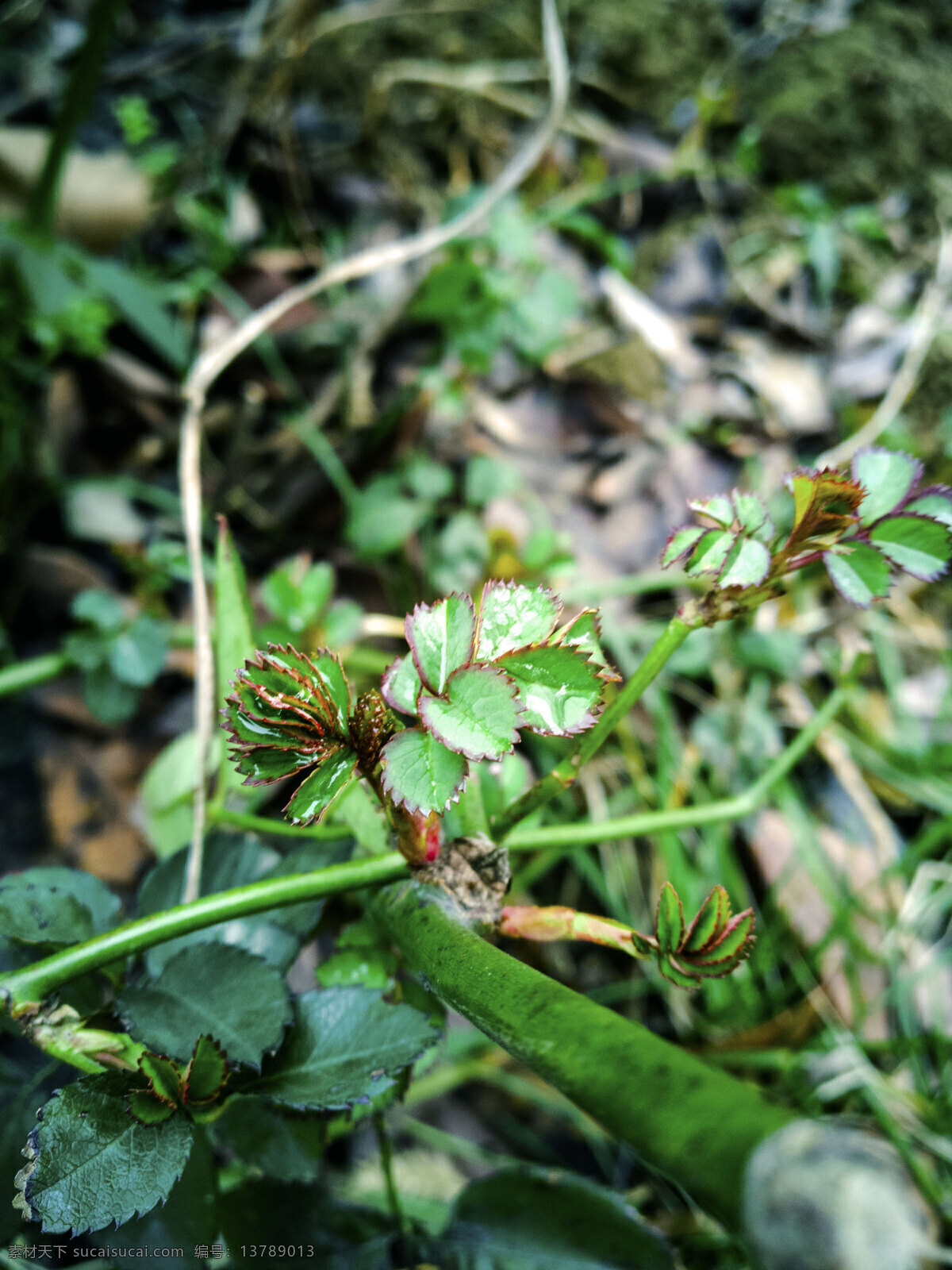 春天 植物 抽芽 背景 图 绿色 生机 活力 春意 清新