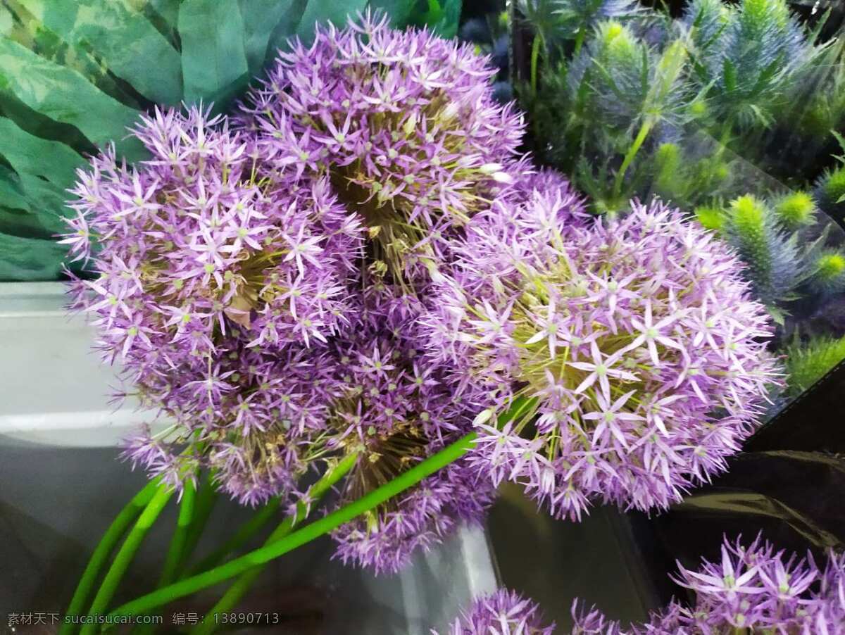 进口葱花 花卉 花材 葱花 进口花 花 植物 旅游摄影