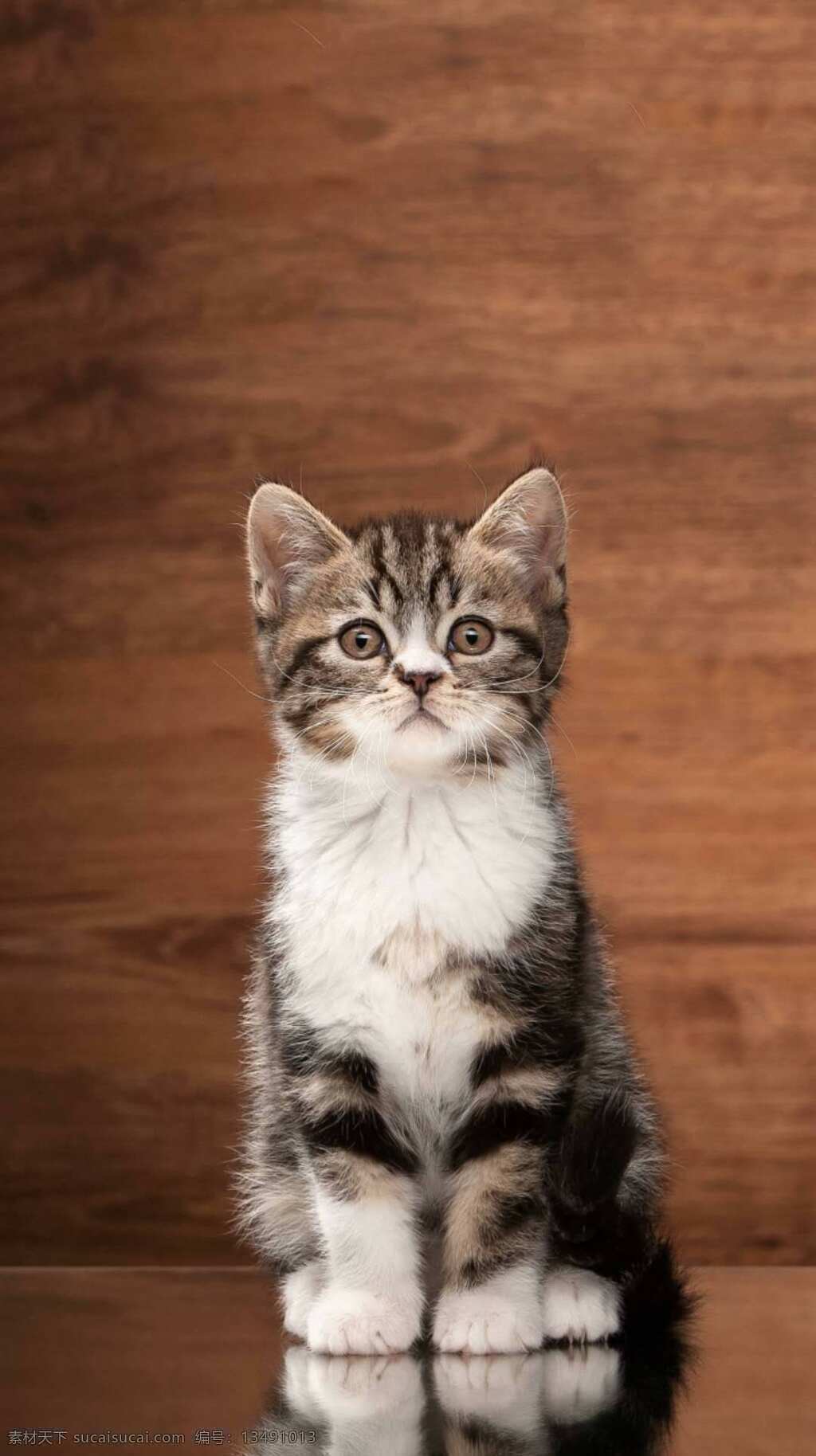 狸猫 猫咪 呆萌猫咪 小猫 花猫 生物世界 家禽家畜