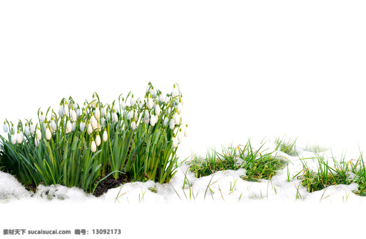 雪地 上 白色 小花 白色花朵 白雪 积雪 花卉 水面倒影 漂亮鲜花 美丽鲜花 花草树木 生物世界