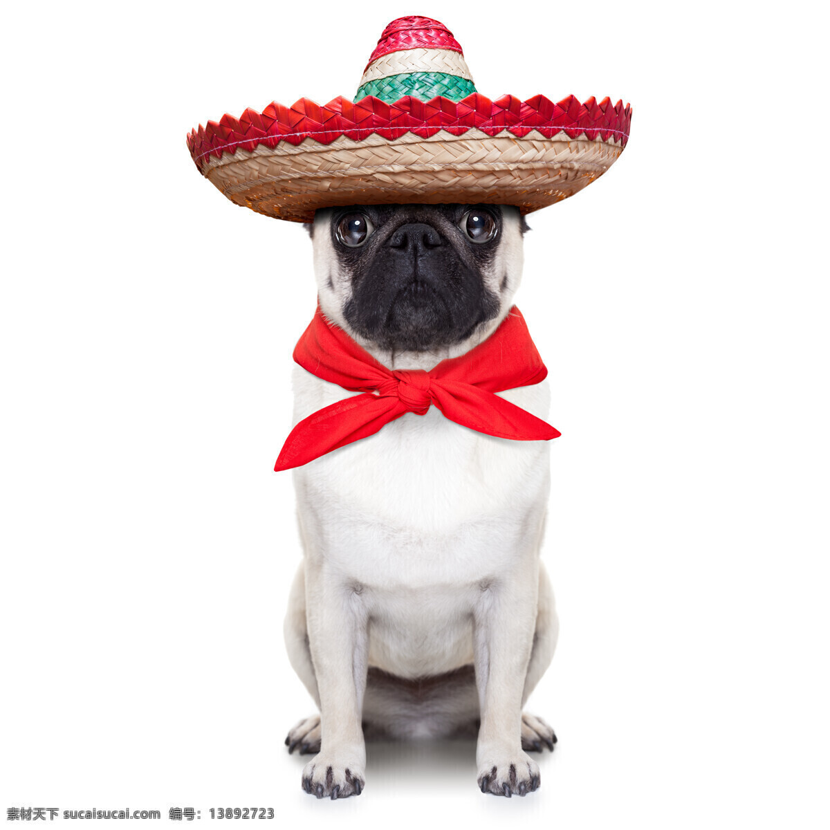墨西哥小狗 小狗 衬衣 黑色 斗牛犬 沙皮狗 衬衫 墨西哥 动物 生物世界 家禽家畜