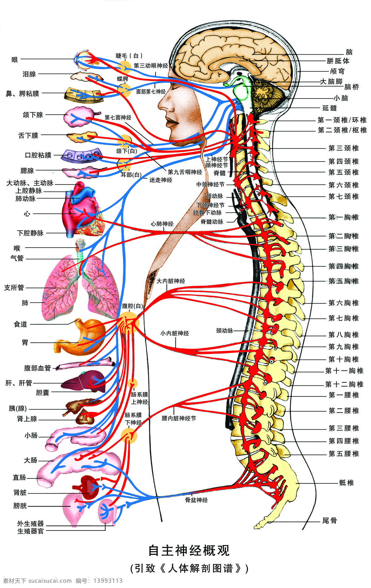 自主神经概观 脊椎名称 内脏名称 上身 主 神经 分布图 生活百科 设计图库