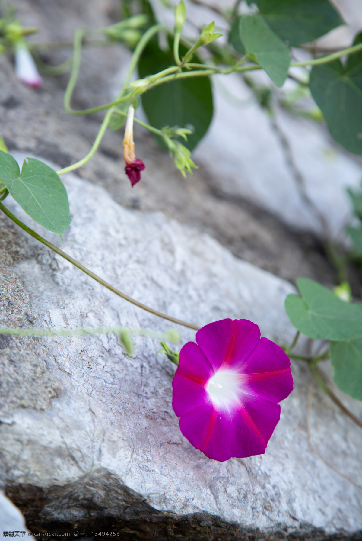 花 花卉 植物 自然 园艺 绿色 花瓣 装饰 园林 户外 矮牵牛花 紫色花 生物世界 花草