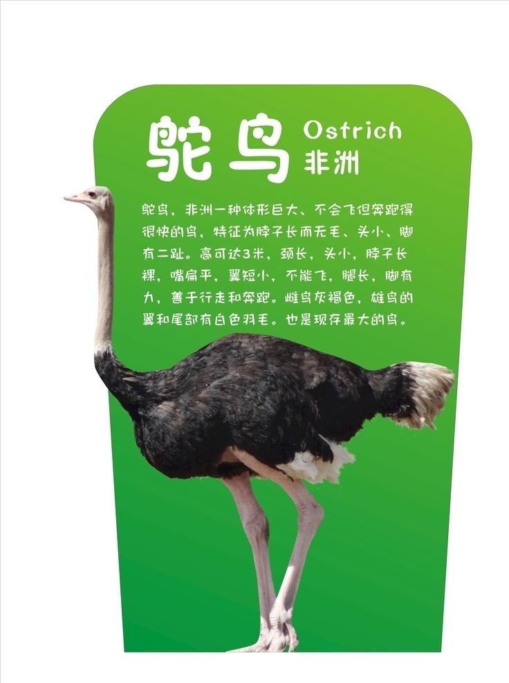 鸵鸟抠图 鸵鸟简介 宠物 鸵鸟模切