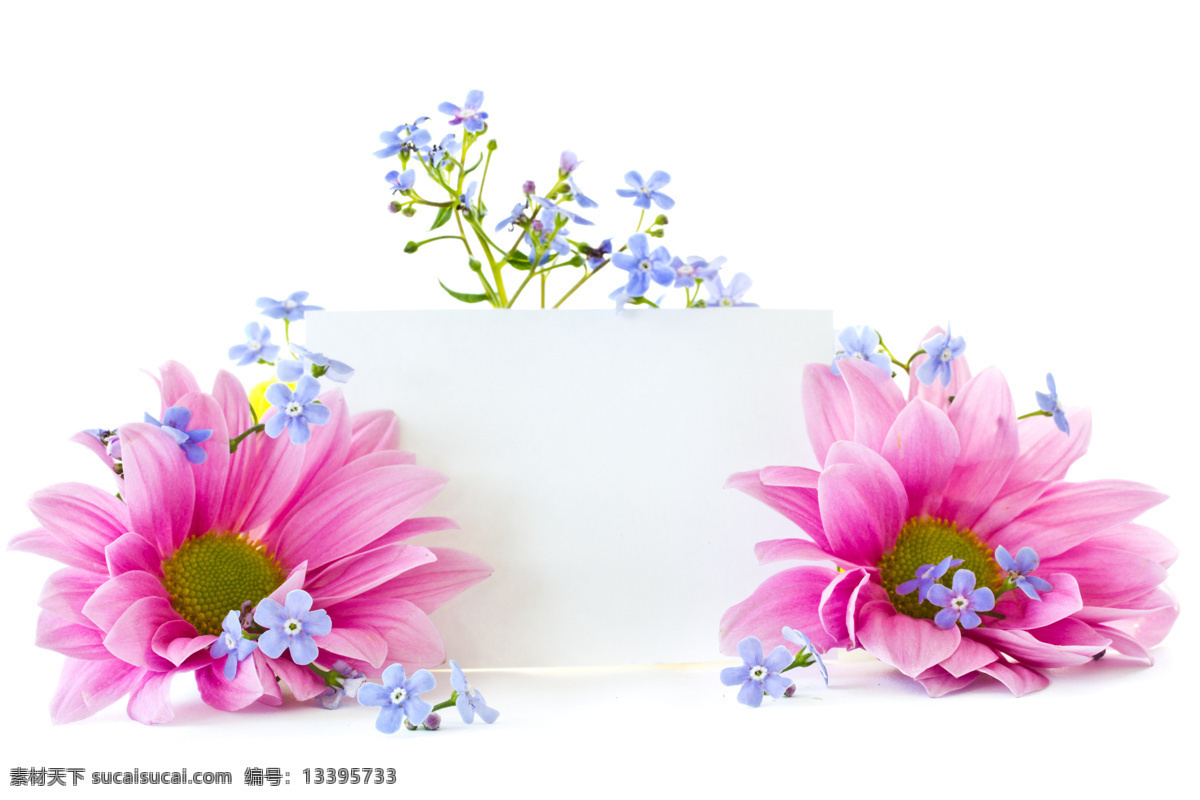 背景 壁纸 粉色 贺卡 花瓣 花草 花朵 花蕾 鲜花 向阳花 野花 兰花 色彩 鲜艳 花蕊 卡片 节日 情人节 浪漫 温馨 礼物 梦幻 生物世界 节日素材 情人节七夕