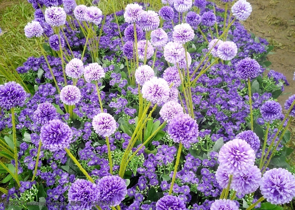 紫球花 鲜花背景 花球 藤本花卉 紫色花球 毛绒鲜花 球形花卉 百日花 花朵绽放 鲜花底图 铭品花卉 观赏花卉 生物世界 花草