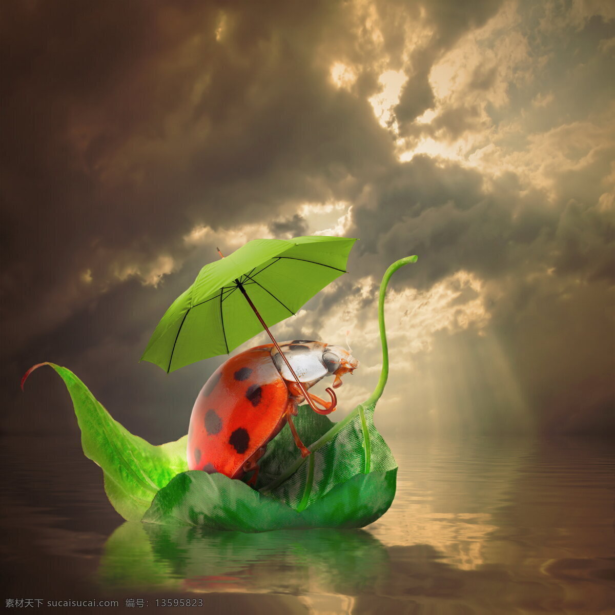 可爱 七星 瓢虫 撑伞 高清 七星瓢虫 伞 绿色 树叶 水中央