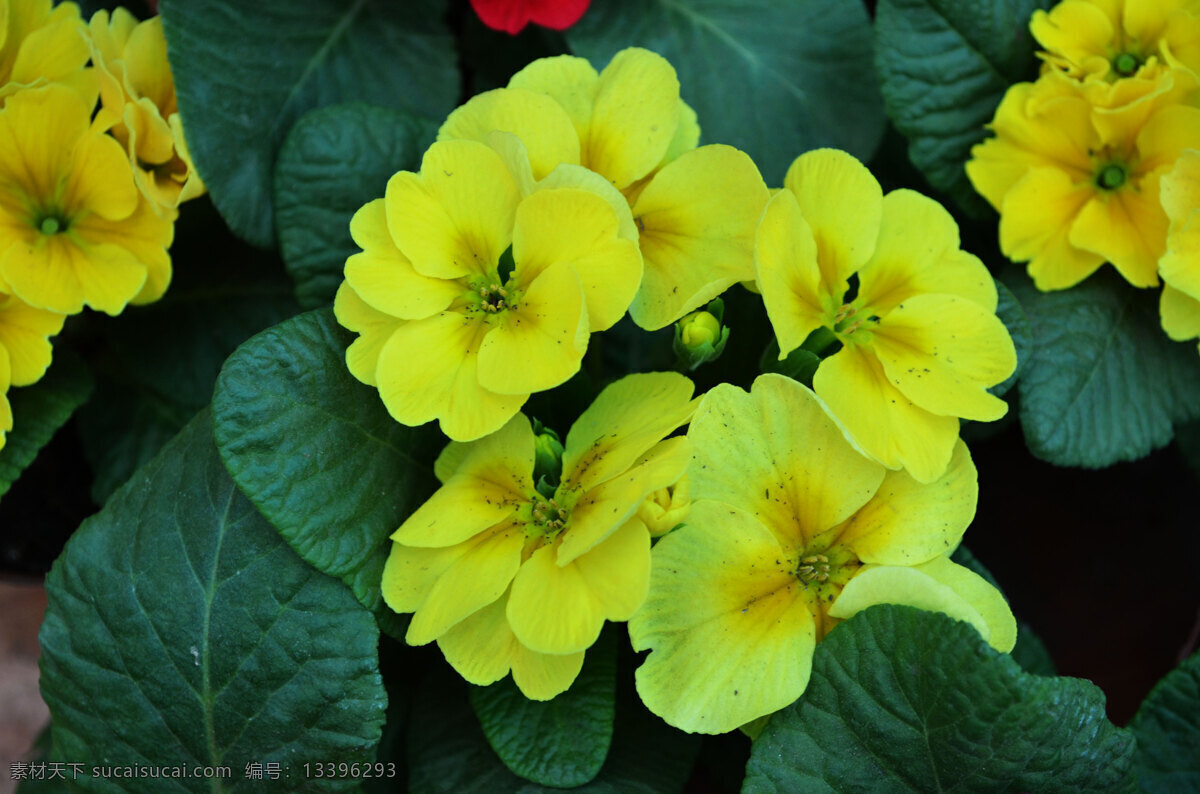 报春花 黄花 花芯 绿叶 花草 生物世界