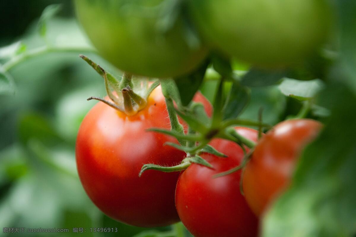 蔬菜 西红柿 圣女果 红番茄 菜 新鲜 超市 健康 食品 沙拉 健康食品 水果 食物 营养 生物世界