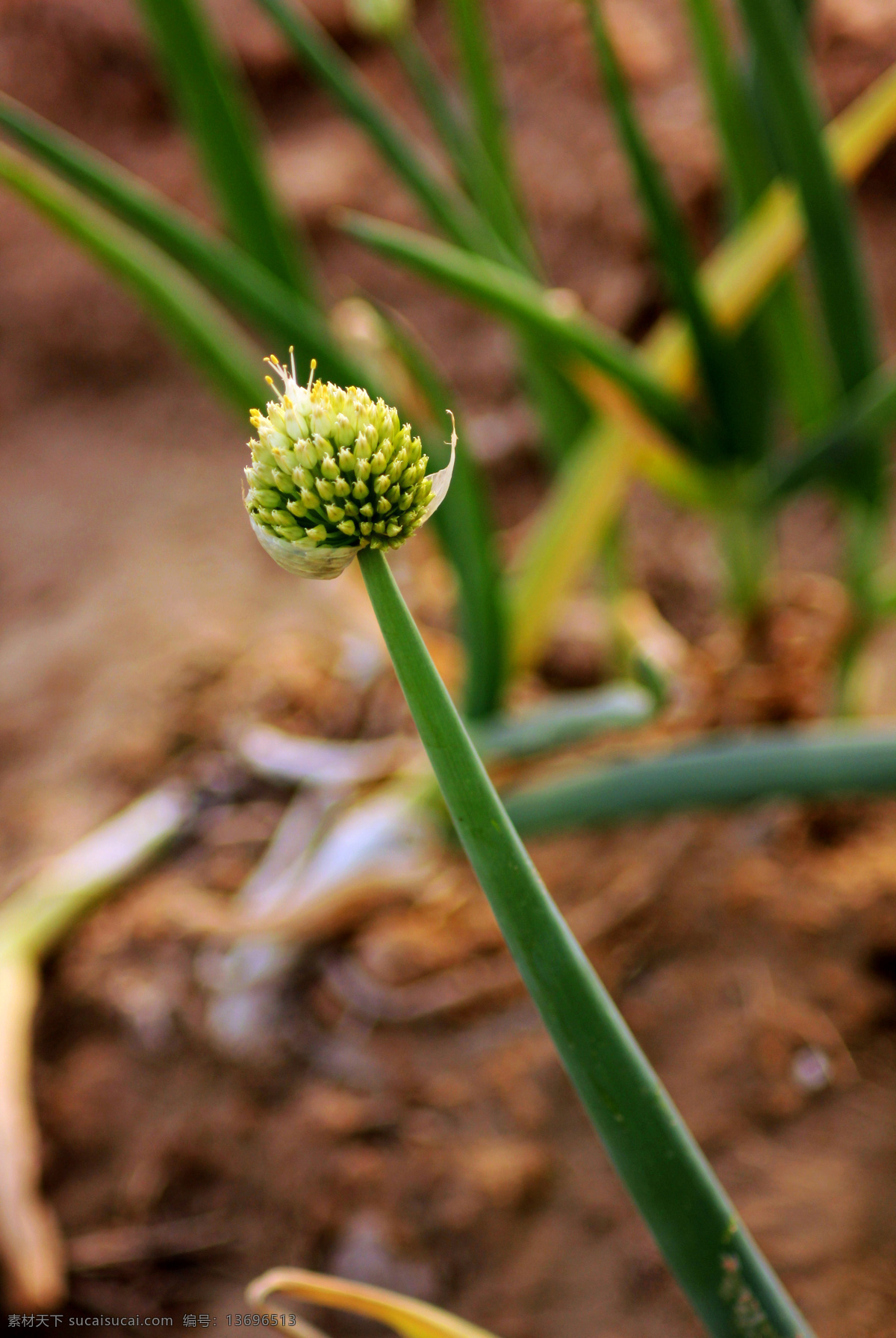 大葱 绿色植物 生物世界 蔬菜 新鲜蔬菜 植物 葱苗 健康蔬菜 高清蔬菜 风景 生活 旅游餐饮