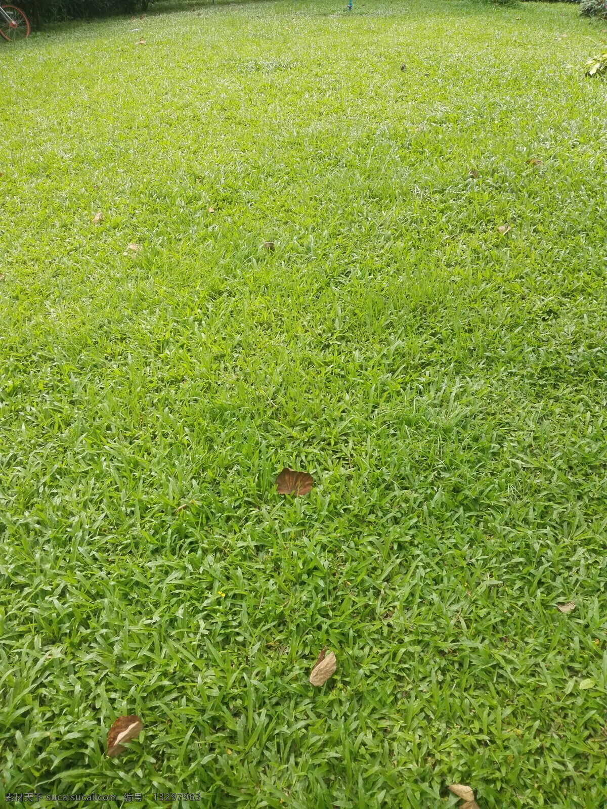 草坪 草 青草 小草 草地 野草 杂草 植物 背景 生物世界 花草