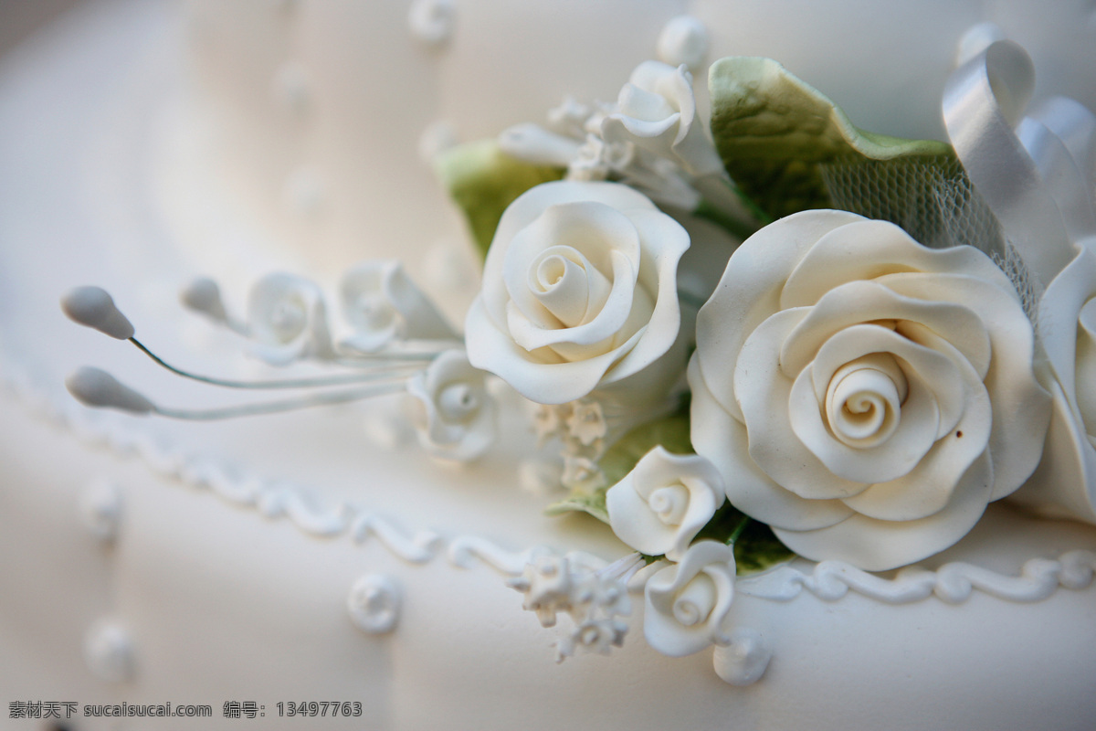 白玫瑰 玫瑰花 情人节 花朵 白色 花草 生物世界