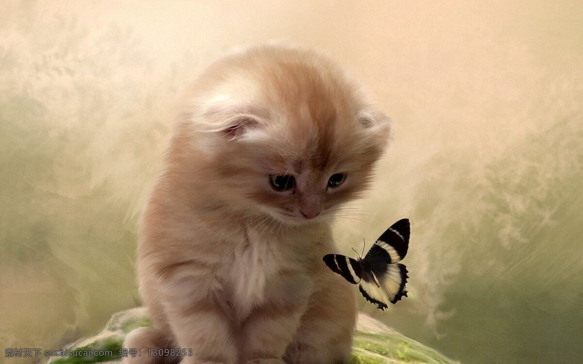 发呆的小猫咪 发呆 小猫咪 生物 世界 家禽 家畜 动物 蝴蝶 高清大图 背景大图 壁纸 背景壁纸 生物世界 家禽家畜