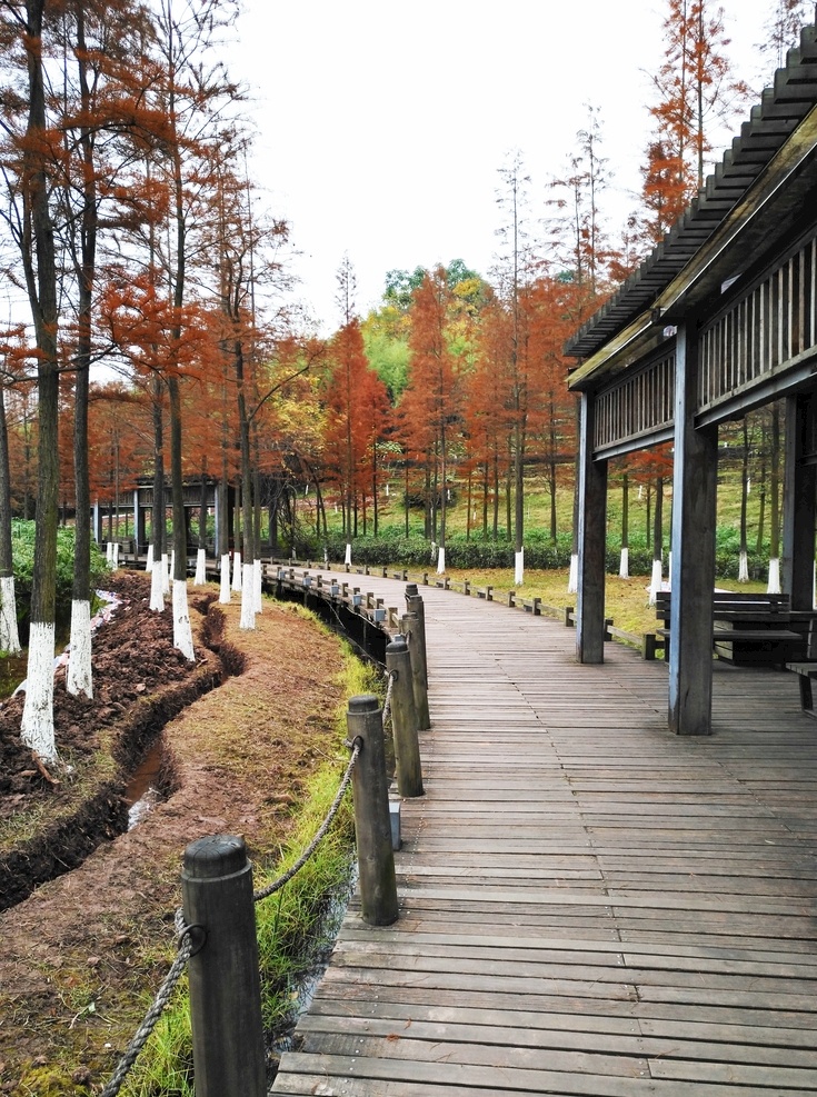 公园长廊图片 公园 长廊 枫树 庭院 公园一角 自然景观 建筑景观