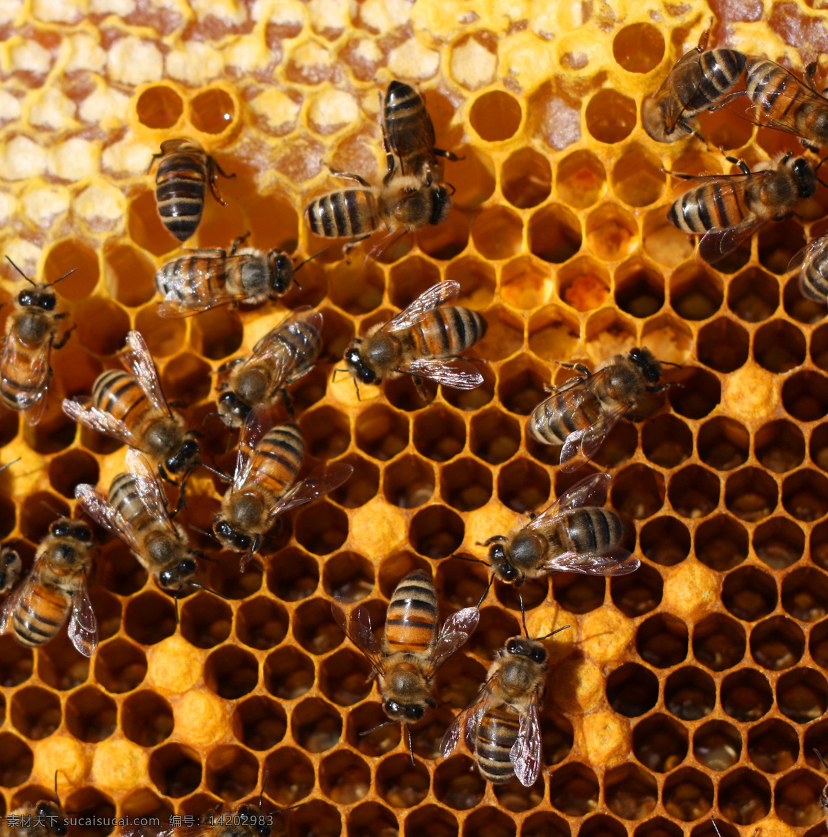 正在 蜂窝 上 忙碌 蜜蜂 蜂蜜 补品 蜂胶 昆虫世界 生物世界