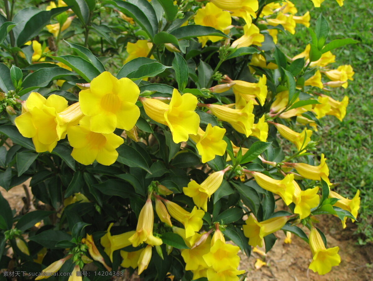 夏季的金茶花 茶花 金茶花 夏季 生物世界 花草 摄影图库