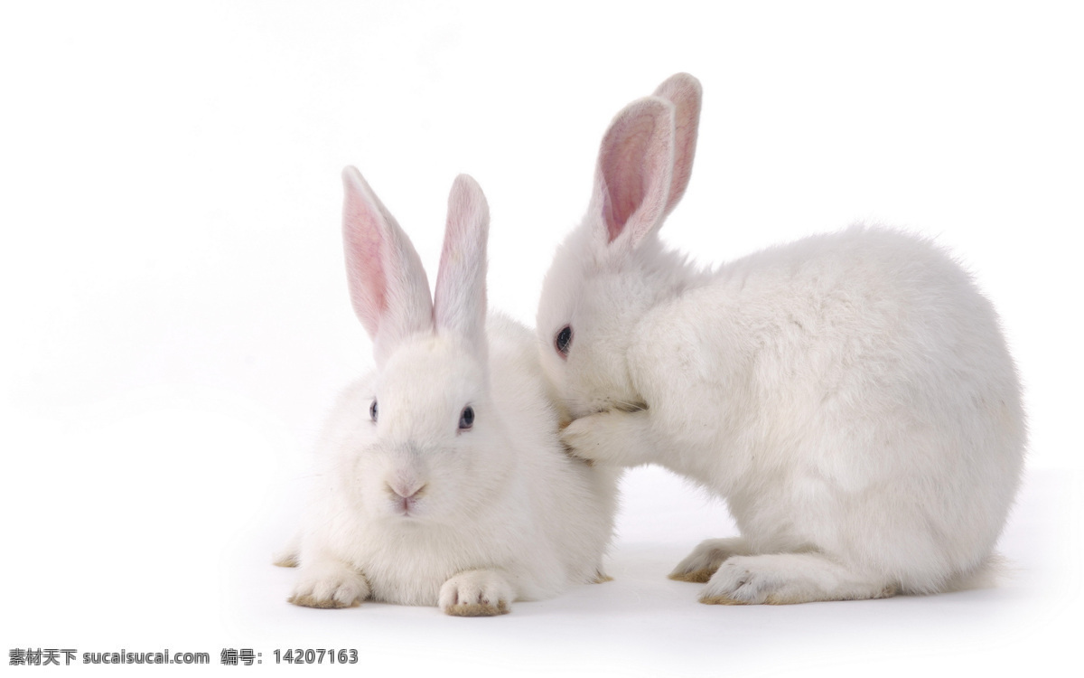 两只小白兔 生物 动物 哺乳动物 家畜 兔子 生物世界 家禽家畜