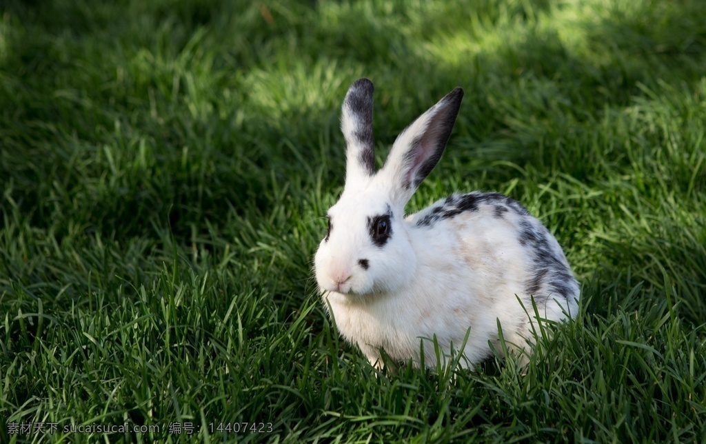 花巨兔 花兔子 草坪上的兔子 黑白兔子